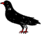 Cornish Chough.